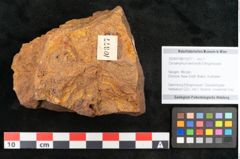 Foto (Objekt + Etikett) von Cinnamomum leichardtii Ettingshausen 1883 (NHMW-GEO-2024-0188-10377)